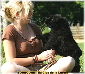 bouvier des flandres photo chiot - Elevage Clos Luette -  COPYRIGHT DEPOSE